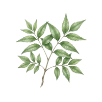 Neem