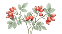 Rosehip